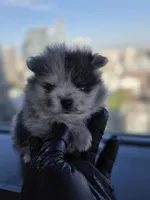 Dora, a  Pomeranian for sale in Los Angeles, CA – 1 of 6