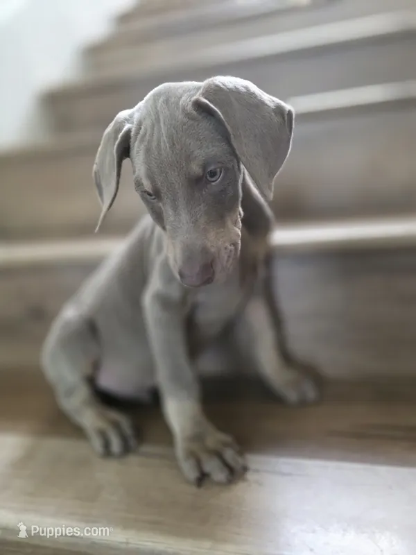 Pablo El Magico – Doberman Pinscher puppy for sale in Los Angeles, CA