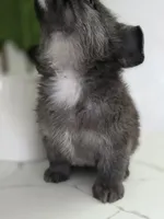 Bunni, a male Pomeranian and Miniature Dachshund for sale in Los Angeles, CA – 5 of 8