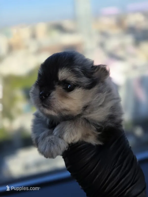 Lady Gaga – Pomeranian puppy for sale in Los Angeles, CA