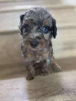 Cherry, a  Saint Berdoodle for sale in Los Angeles, CA – 5 of 8