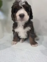 Lucy, a  Saint Berdoodle for sale in Los Angeles, CA – 5 of 9