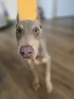 Lorraine , a female Doberman Pinscher for sale in Los Angeles, CA – 4 of 10
