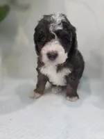 Lucy, a  Saint Berdoodle for sale in Los Angeles, CA – 8 of 9