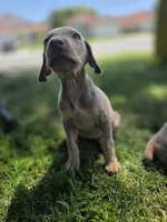Juicey , a female Doberman Pinscher for sale in Los Angeles, CA – 4 of 7