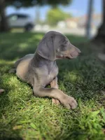 Karma, a female Doberman Pinscher for sale in Los Angeles, CA – 5 of 10