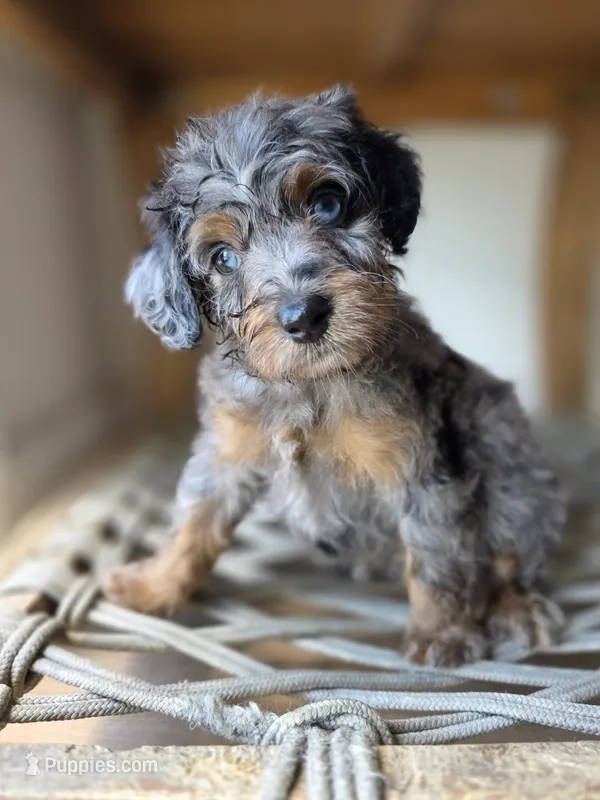 Cherry – Saint Berdoodle puppy for sale in Los Angeles, CA
