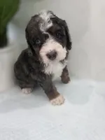 Lucy, a  Saint Berdoodle for sale in Los Angeles, CA – 2 of 9
