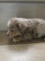 Hamster , a male Pomeranian and Miniature Dachshund for sale in Los Angeles, CA – 3 of 5