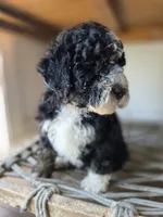 Ditta, a female Goldendoodle and Saint Berdoodle for sale in Los Angeles, CA – 9 of 10