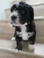 Ditta, a  Saint Berdoodle and Golden Mountain Doodle for sale in Los Angeles, CA – 9 of 10