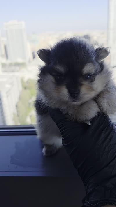 Lady Gaga, a  Pomeranian for sale in Los Angeles, CA – 7 of 8