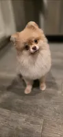 Jackie , a female Pomeranian for sale in Los Angeles, CA – 6 of 9