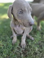 Lucy, a female Doberman Pinscher for sale in Los Angeles, CA – 7 of 10