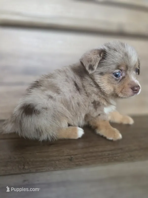 Hamster  – Pomeranian, Miniature Dachshund puppy for sale in Los Angeles, CA