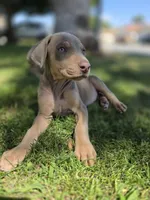 Lorraine , a female Doberman Pinscher for sale in Los Angeles, CA – 2 of 10