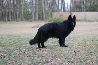 Luke, a male German Shepherd Dog for sale in Fayetteville, NC – 8 of 8
