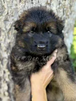 Luke, a male German Shepherd Dog for sale in Fayetteville, NC – 7 of 10
