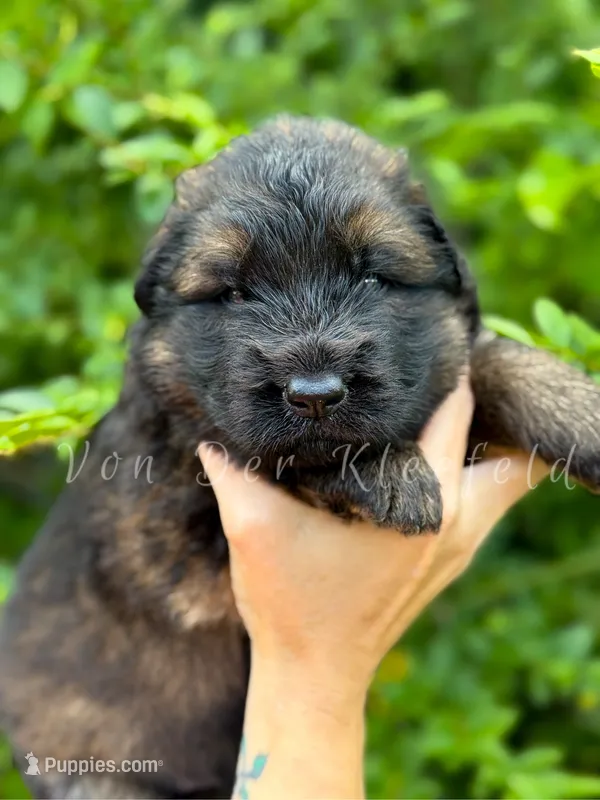 Luke – German Shepherd Dog puppy for sale in Fayetteville, NC