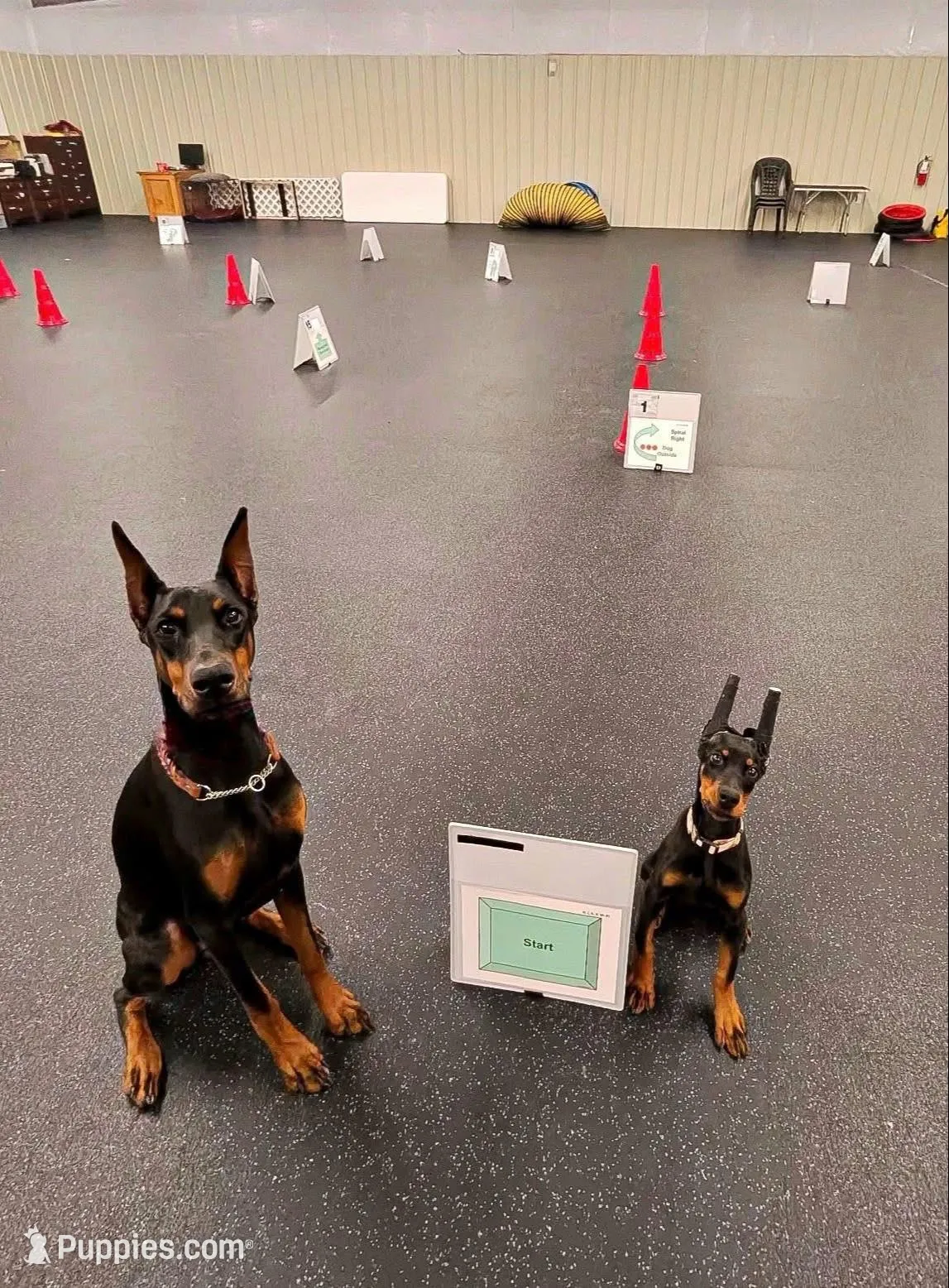 Suvi, a female Doberman Pinscher for sale in Fayetteville, NC – 4 of 5