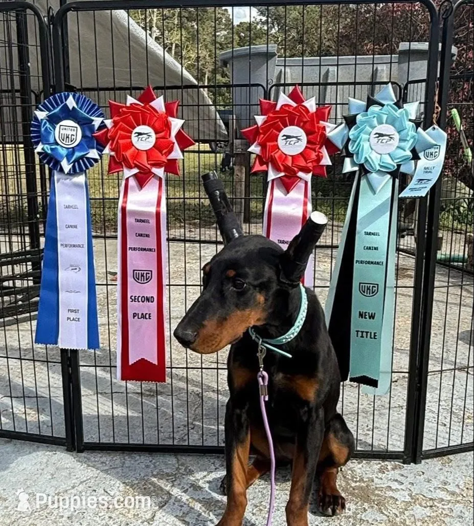 Suvi, a female Doberman Pinscher for sale in Fayetteville, NC – 5 of 5