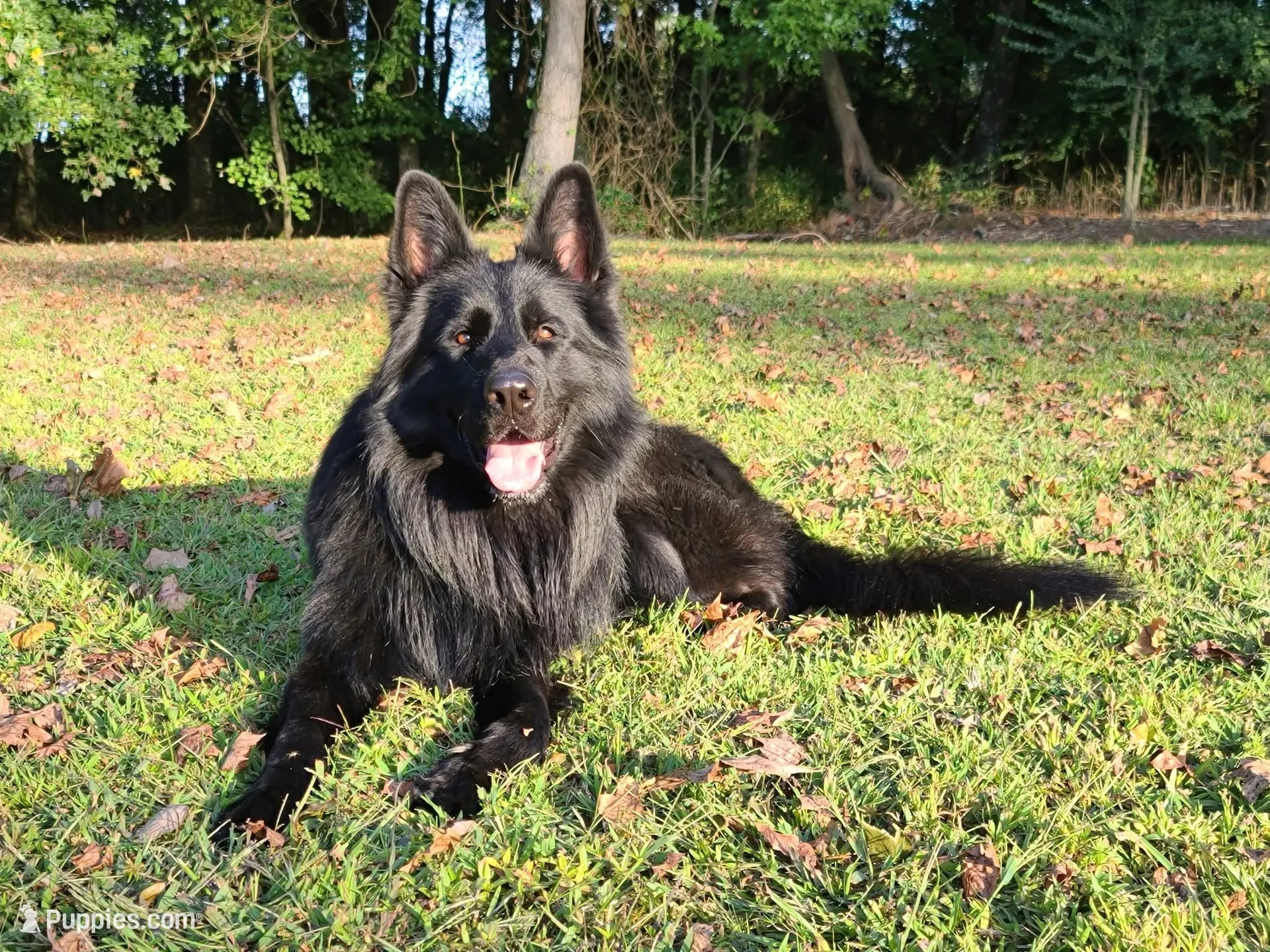 Luke, a male German Shepherd Dog for sale in Fayetteville, NC – 6 of 8
