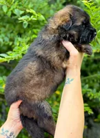 Luke, a male German Shepherd Dog for sale in Fayetteville, NC – 9 of 9