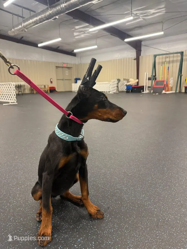 Suvi – Doberman Pinscher puppy for sale in Fayetteville, NC