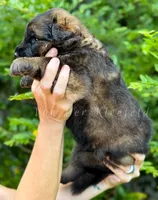Luke, a male German Shepherd Dog for sale in Fayetteville, NC – 8 of 9