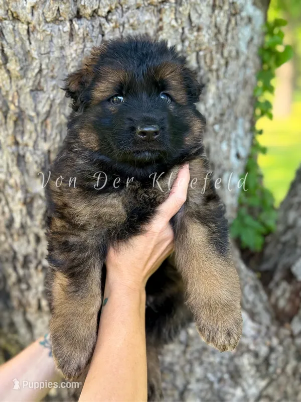 Luke – German Shepherd Dog puppy for sale in Fayetteville, NC