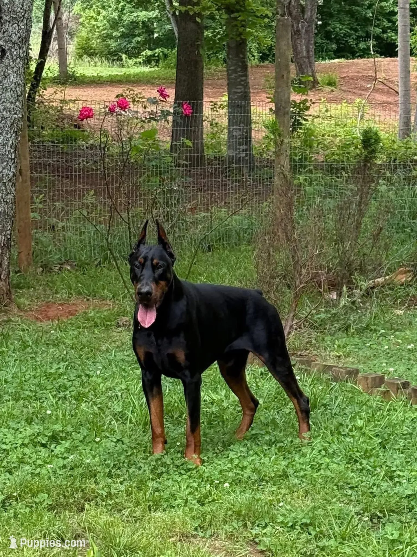 Suvi, a female Doberman Pinscher for sale in Fayetteville, NC – 3 of 5