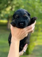 Luke, a male German Shepherd Dog for sale in Fayetteville, NC – 3 of 8