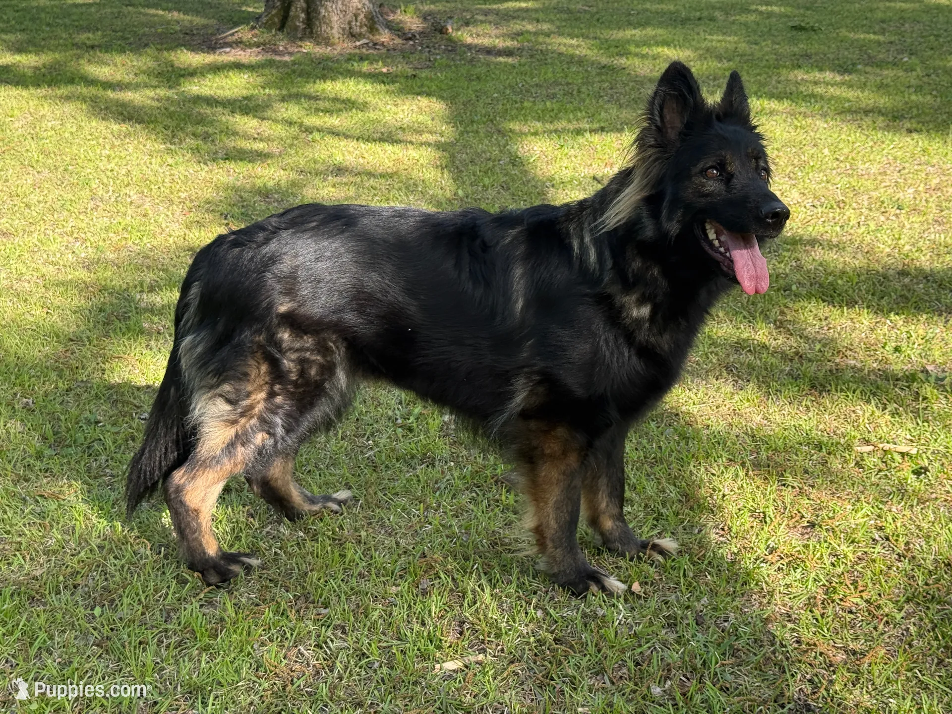 Luke, a male German Shepherd Dog for sale in Fayetteville, NC – 7 of 8