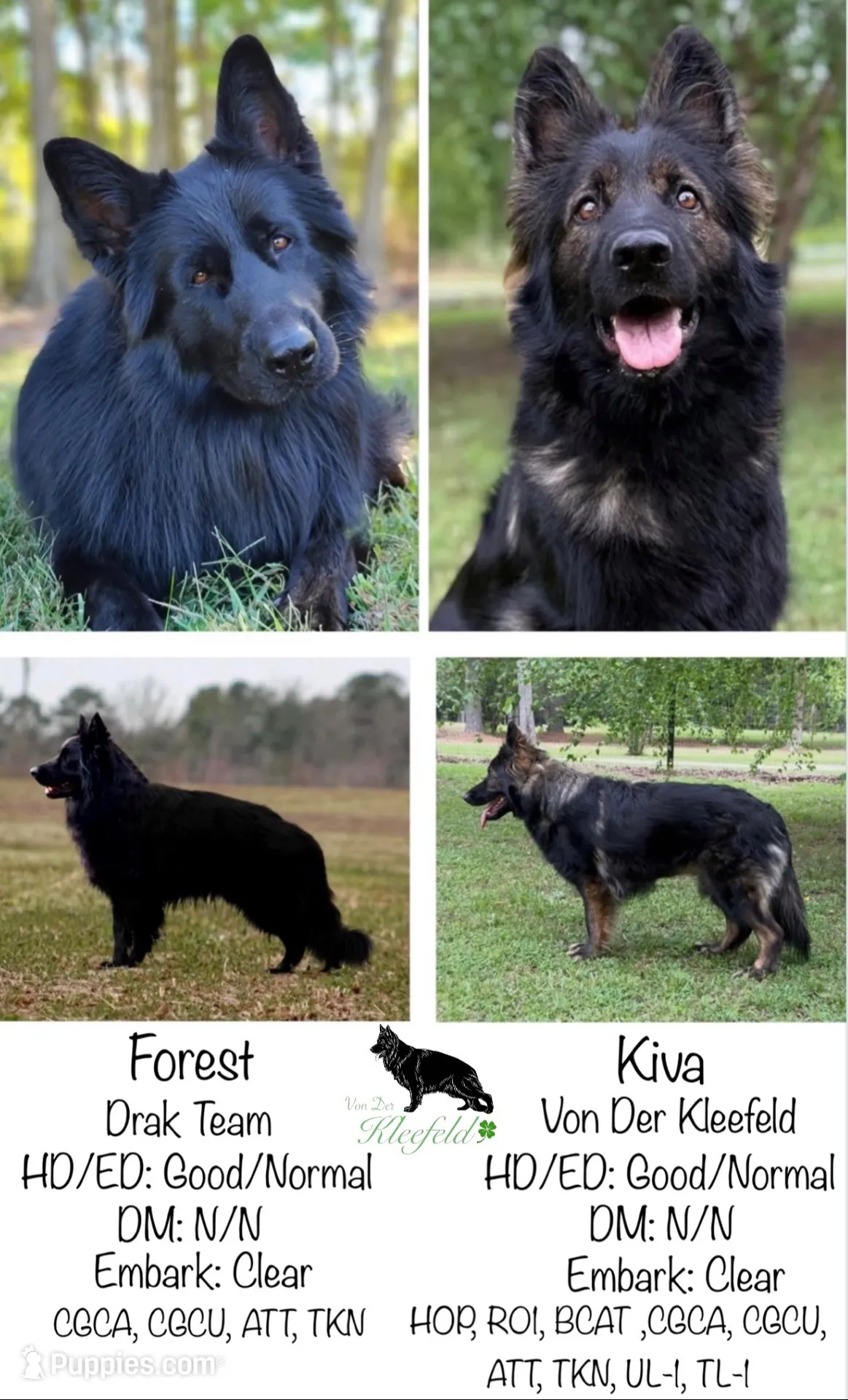 Luke, a male German Shepherd Dog for sale in Fayetteville, NC – 4 of 8