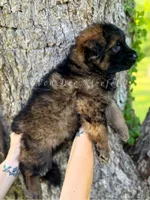 Luke, a male German Shepherd Dog for sale in Fayetteville, NC – 8 of 10