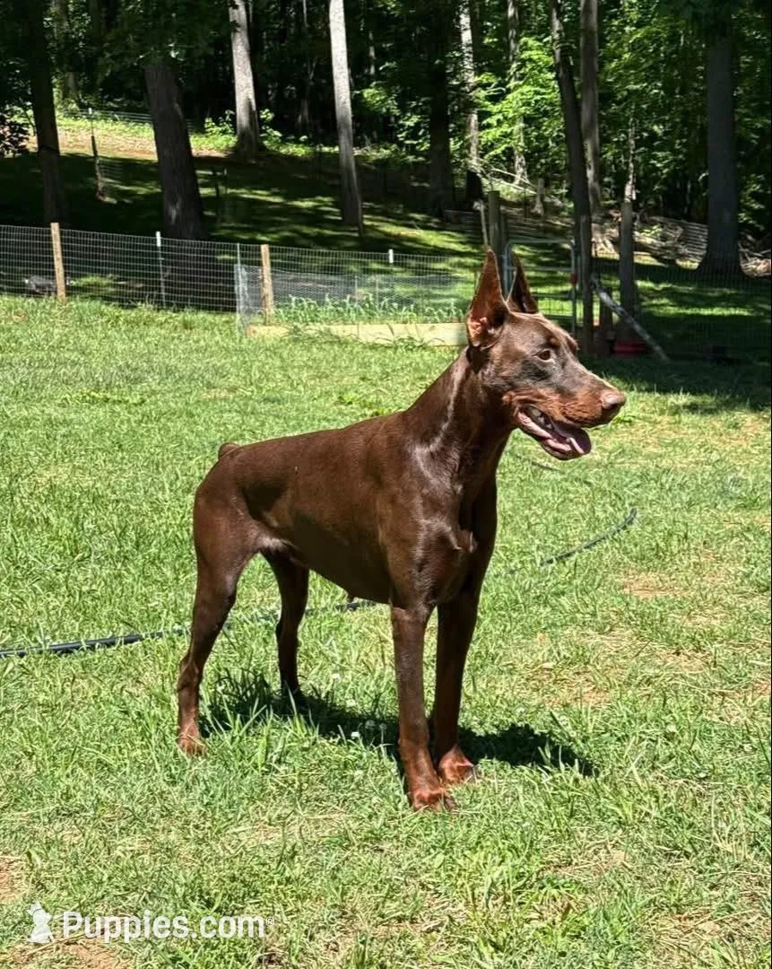 Suvi, a female Doberman Pinscher for sale in Fayetteville, NC – 2 of 5