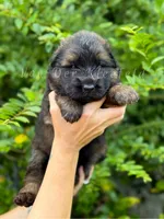 Luke, a male German Shepherd Dog for sale in Fayetteville, NC – 7 of 9