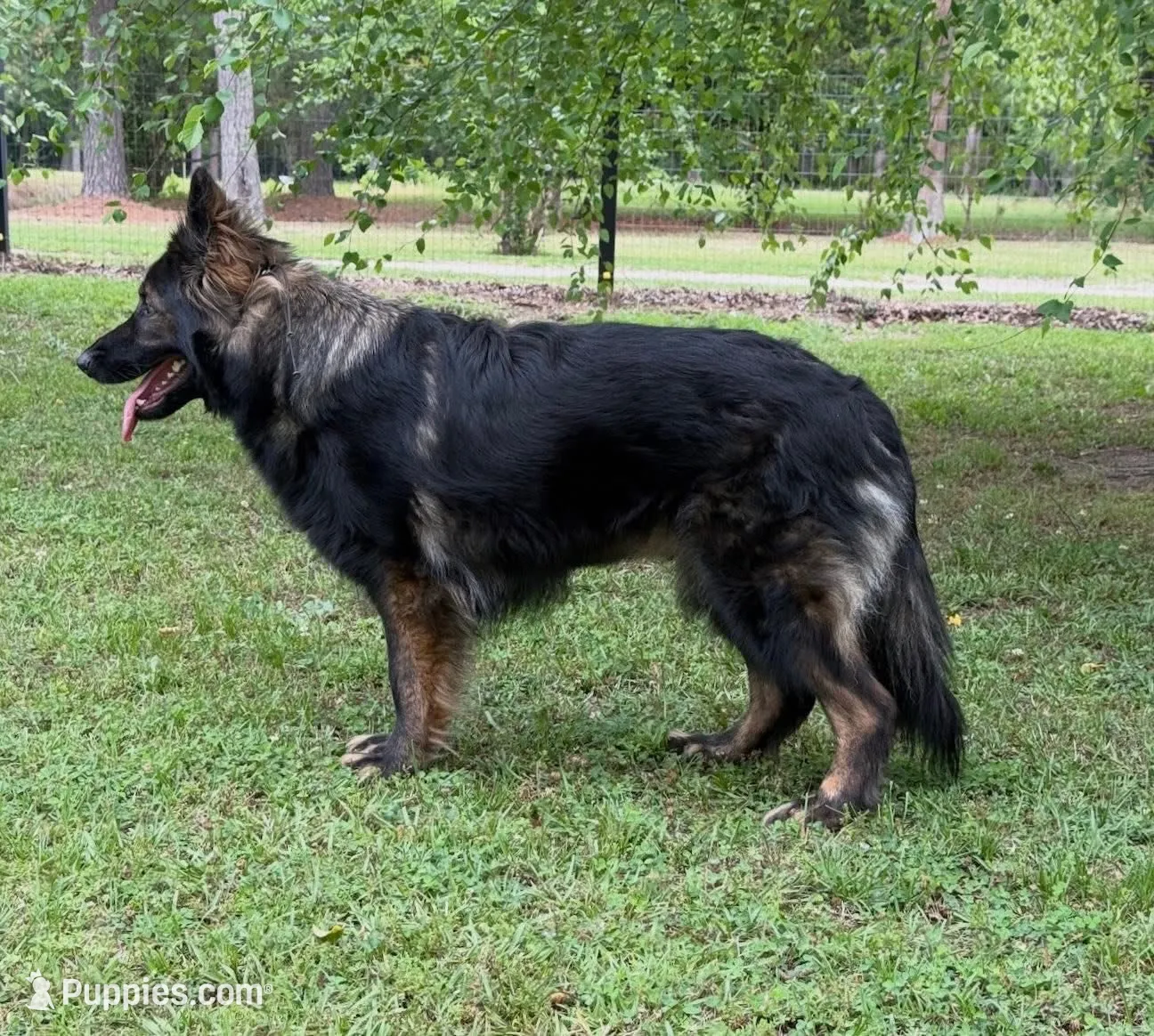 Luke, a male German Shepherd Dog for sale in Fayetteville, NC – 5 of 8