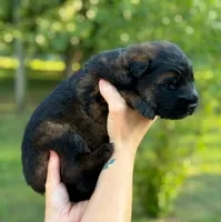 Luke, a male German Shepherd Dog for sale in Fayetteville, NC – 2 of 8