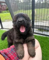 Luke, a male German Shepherd Dog for sale in Fayetteville, NC – 10 of 10