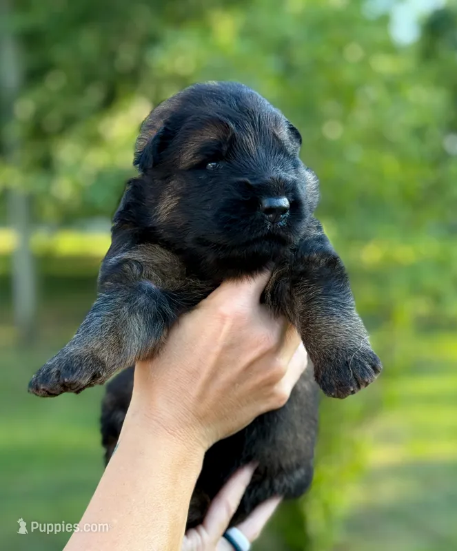 Luke – German Shepherd Dog puppy for sale in Fayetteville, NC