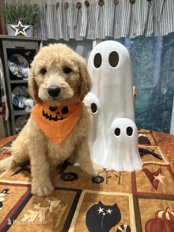 Joey – Goldendoodle puppy for sale in Midland, MI