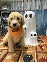 Joey, a male Goldendoodle for sale in Midland, MI – 1 of 1