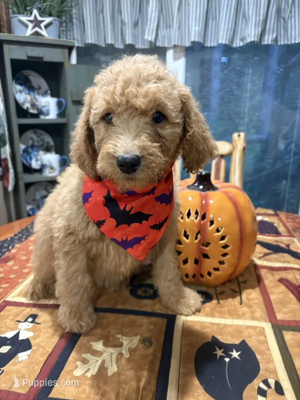 Brady – Goldendoodle puppy for sale in Midland, MI