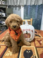 Max, a male Goldendoodle for sale in Midland, MI – 1 of 1