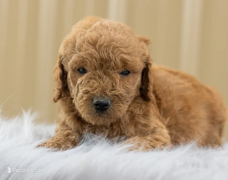 Girl 1 – Goldendoodle puppy for sale in Screven, GA