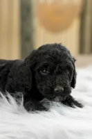 Boy 2, a male Goldendoodle for sale in Screven, GA – 1 of 1