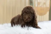 Boy 1, a male Goldendoodle for sale in Screven, GA – 1 of 1