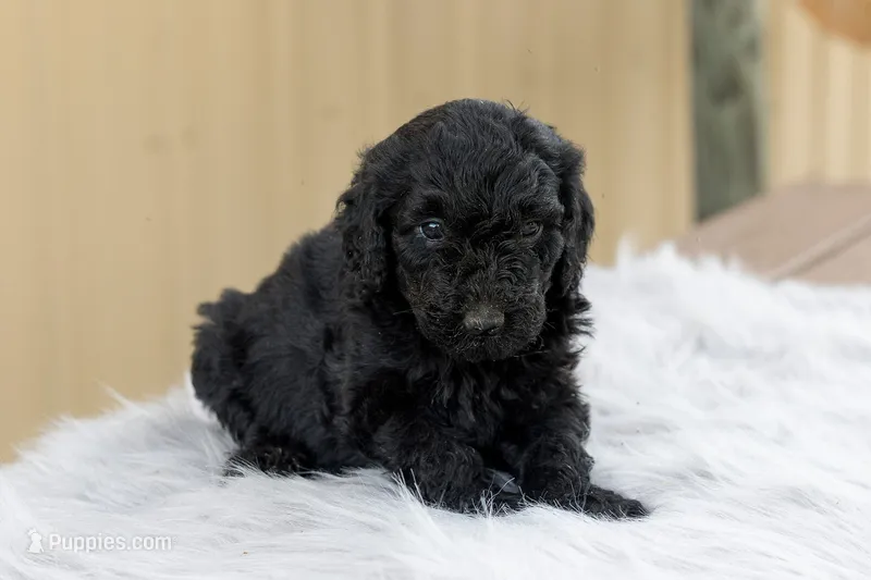 Girl 3 – Goldendoodle puppy for sale in Screven, GA