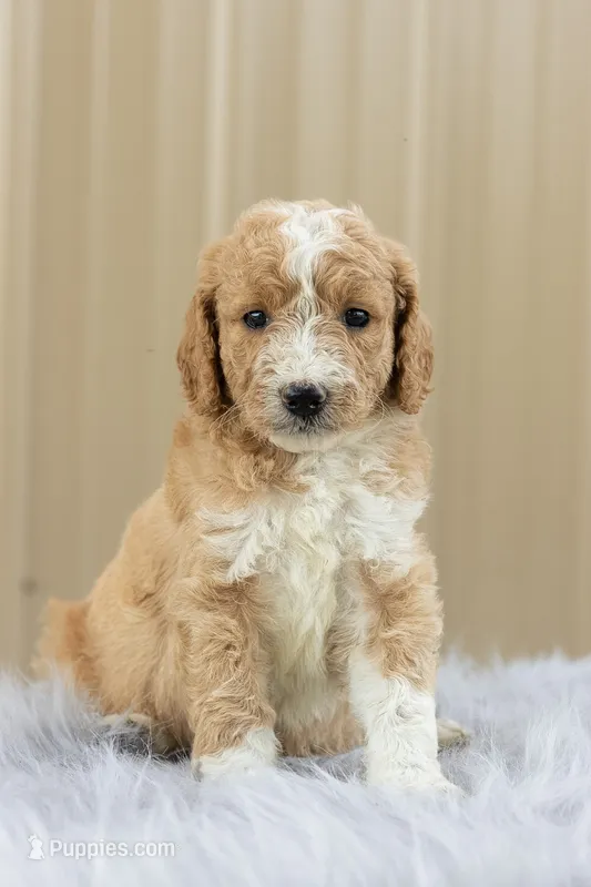 Girl 2 – Goldendoodle puppy for sale in Screven, GA